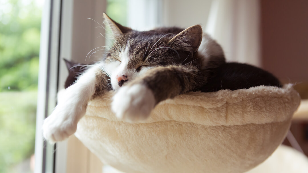 What Does Dreaming About Cats Mean? Lucky Numbers & Interpretation