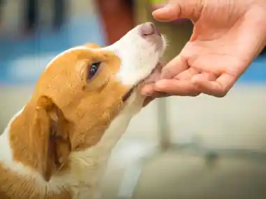 Dấu Hiệu Chó Thích Bạn và Không Thích Bạn
